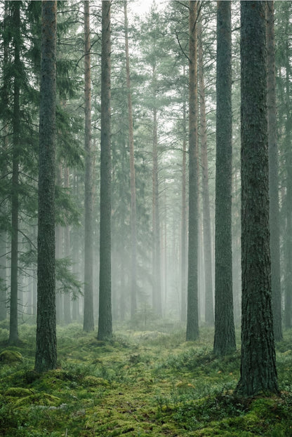 Virtual Window Views | Scenic Options for Vindow