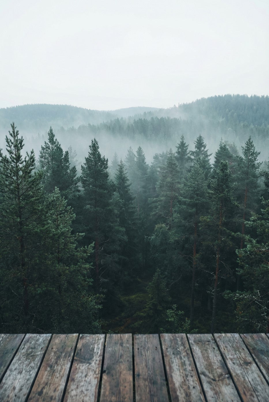 Scandinavian pine forest alternate scenic insert for Vindow virtual window